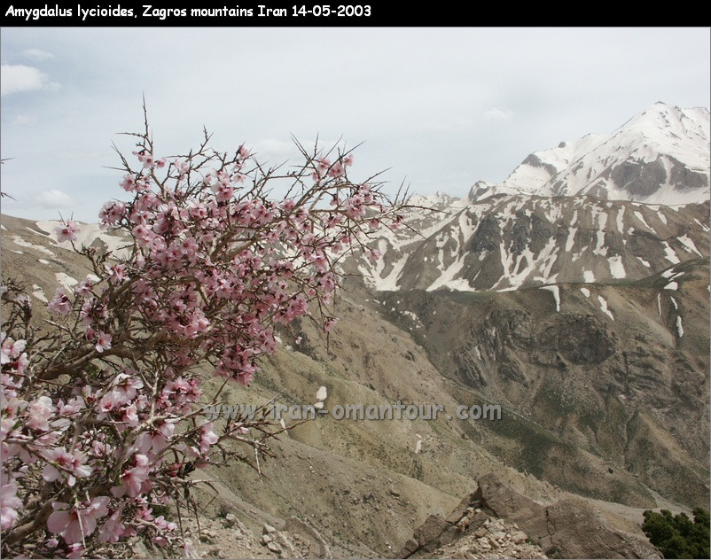 تنگرس - معرفی درختان میوه